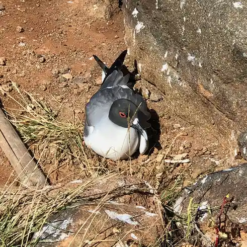 A bird with a black head, white chest, and grey wings is huddled on reddish-brown dirt next to rocks and dry grass…