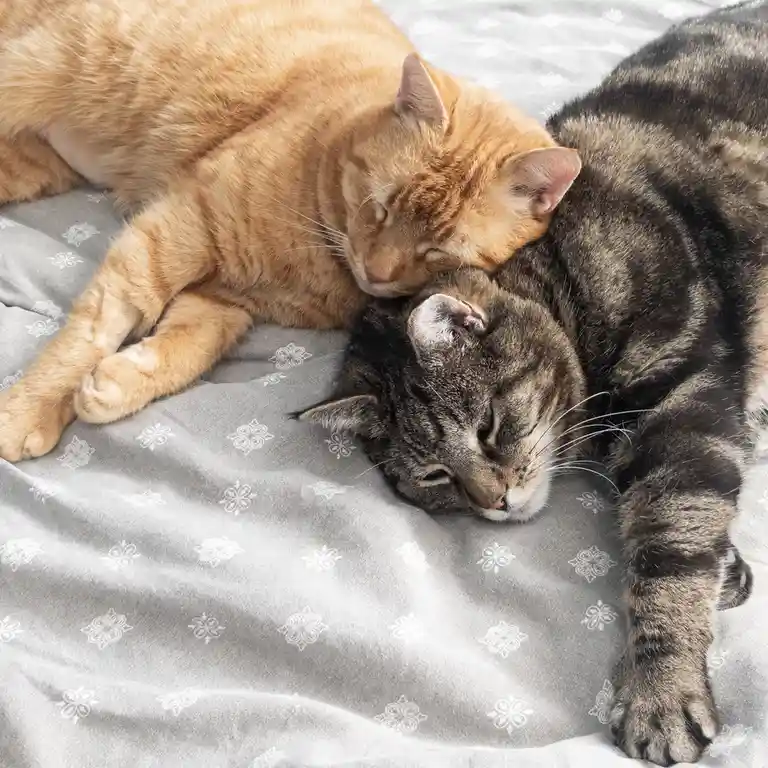 Two cats are sleeping on a grey blanket with a white floral pattern. An orange tabby cat is curled up with its head resting…