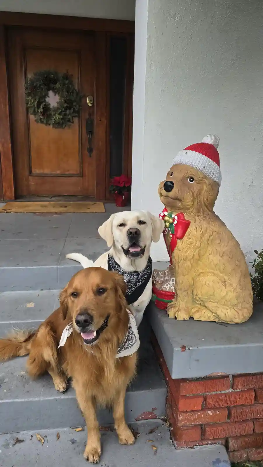Two real dogs, a golden retriever and a yellow lab, sit on a porch step next to a plastic Christmas dog statue wearing a…