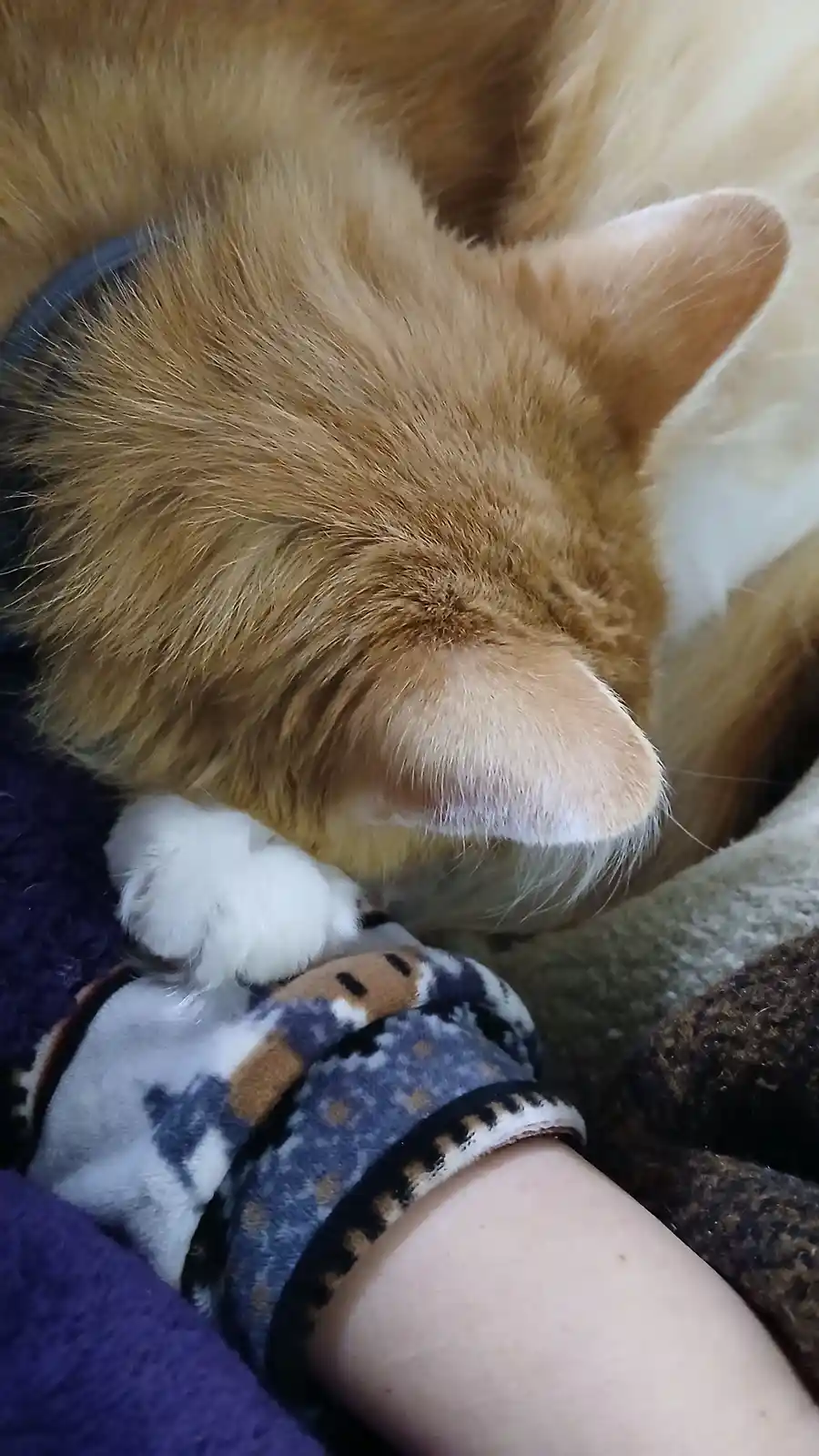 A close-up photo shows a fluffy orange and white cat curled up and sleeping soundly on a person's arm, which is covered by a…