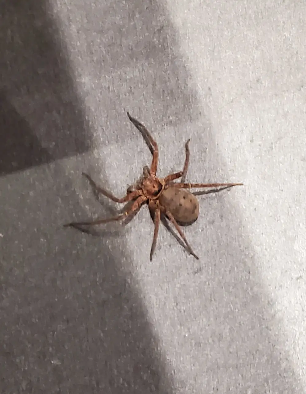 A close-up photo shows a brown spider with long legs resting on a textured gray surface, possibly carpet or fabric. The…