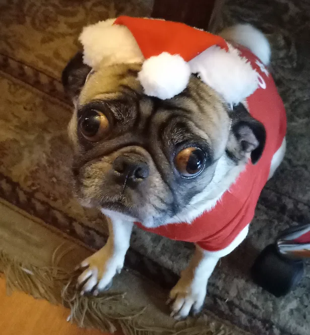 A pug dog wearing a red Santa hat and matching red sweater sits on a patterned couch, looking up with large, expressive…