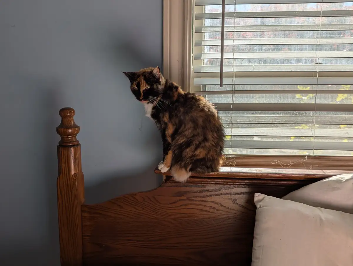 A calico cat with black, orange, and white fur sits on the wooden headboard of a bed, looking off to the side with a…