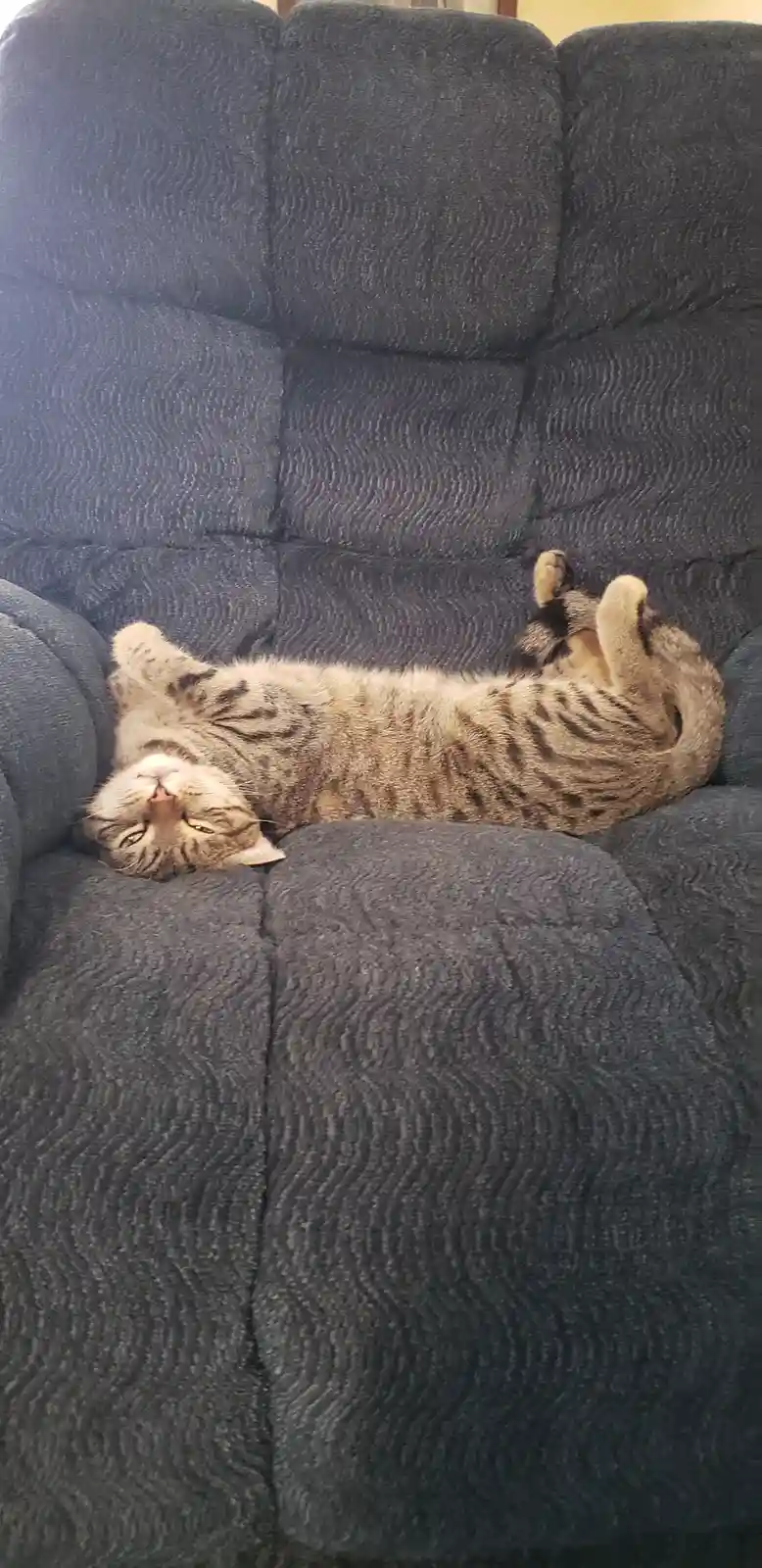 A tabby cat with grey and black stripes is lying on its back on a dark grey textured couch, paws up, eyes half-closed in a…