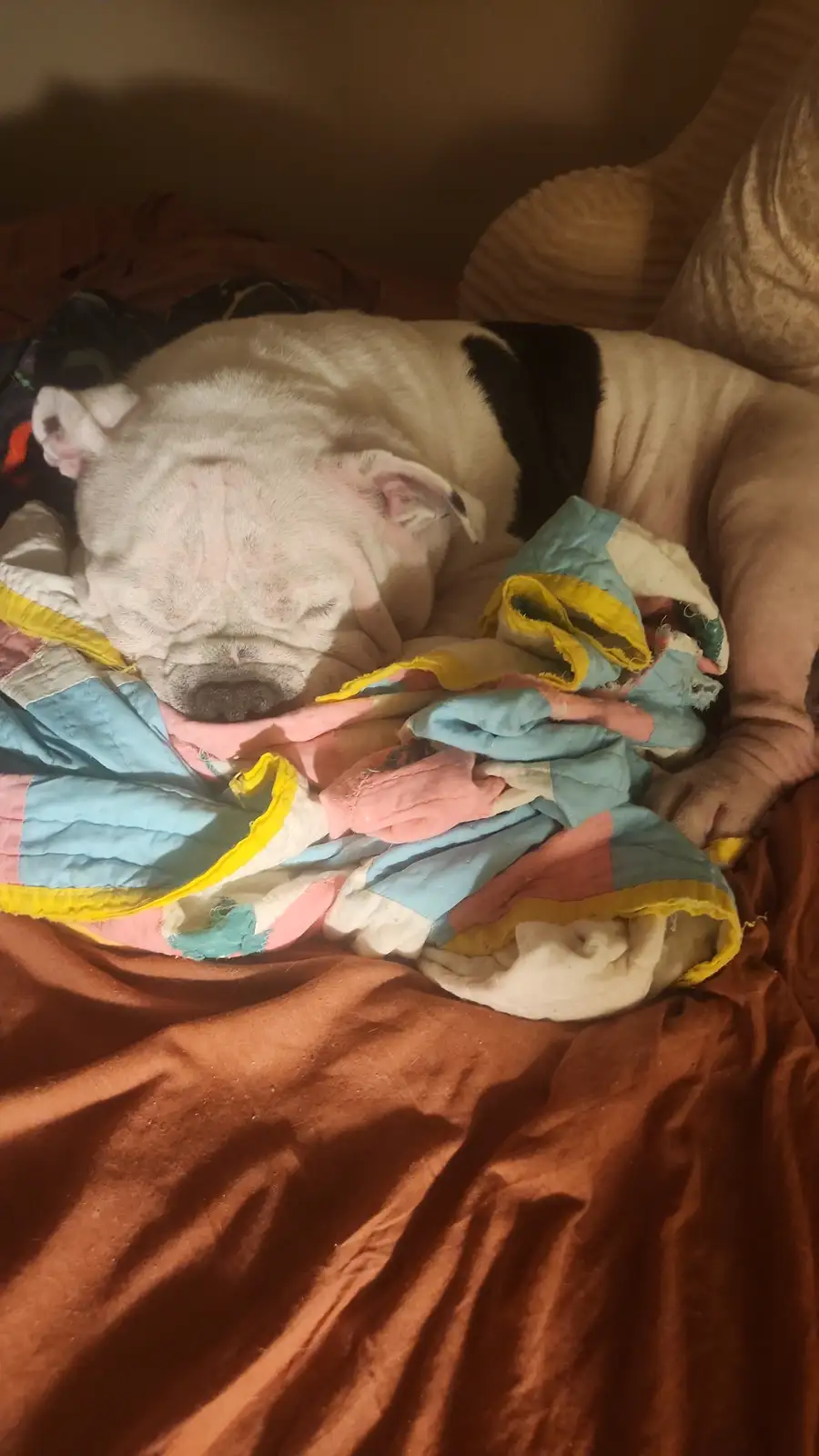 A white and black bulldog is sleeping soundly on a bed, partially covered by a colorful patchwork quilt. The dog's face is…