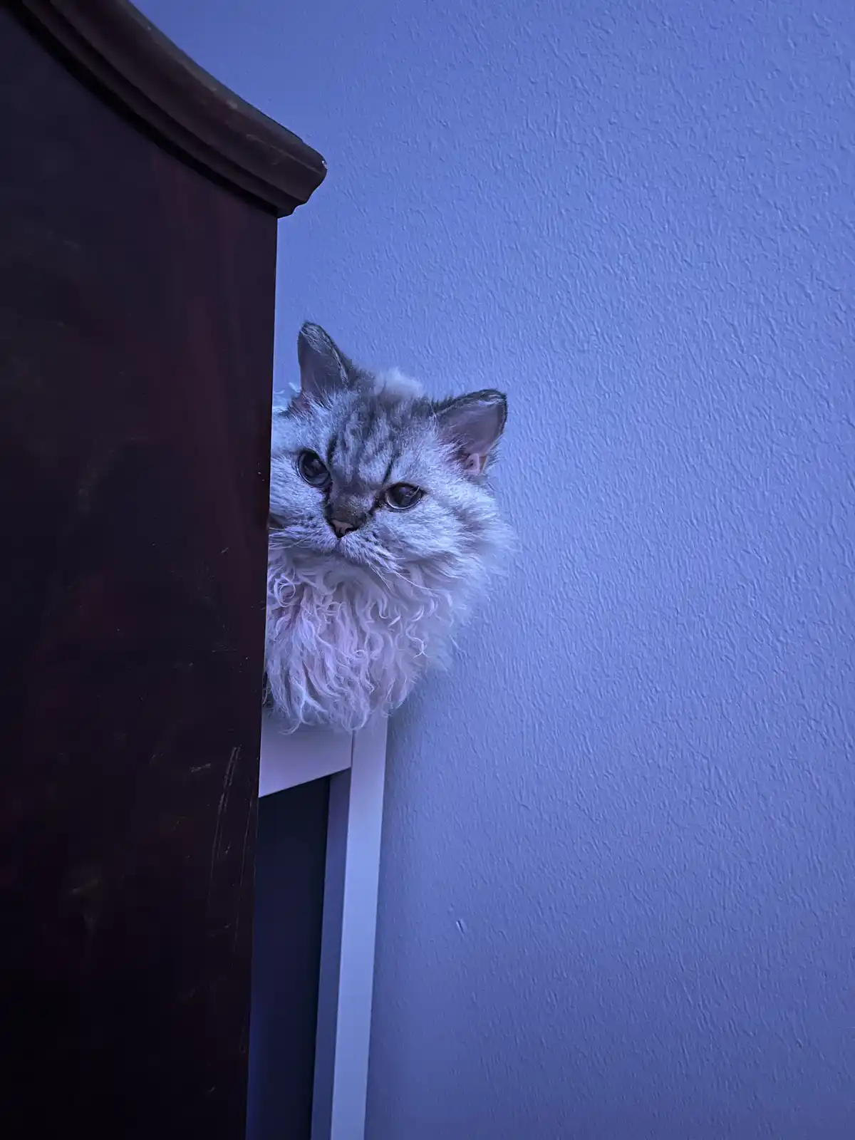 Hello, Hello, Hello: A Warm Welcome from Homan