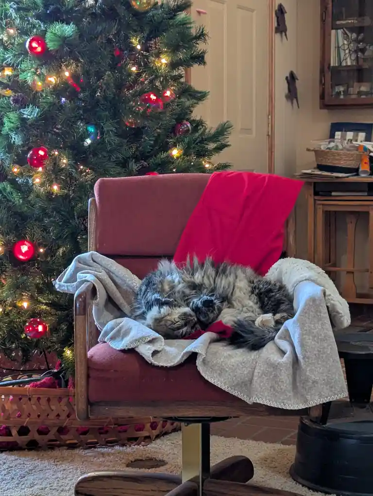 A fluffy, long-haired cat is curled up and sleeping soundly in a red upholstered chair, nestled under a light-colored…