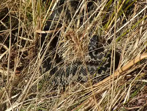 A close-up photo shows a black and tan patterned snake coiled and camouflaged among dry, tan and green grass stalks. The…