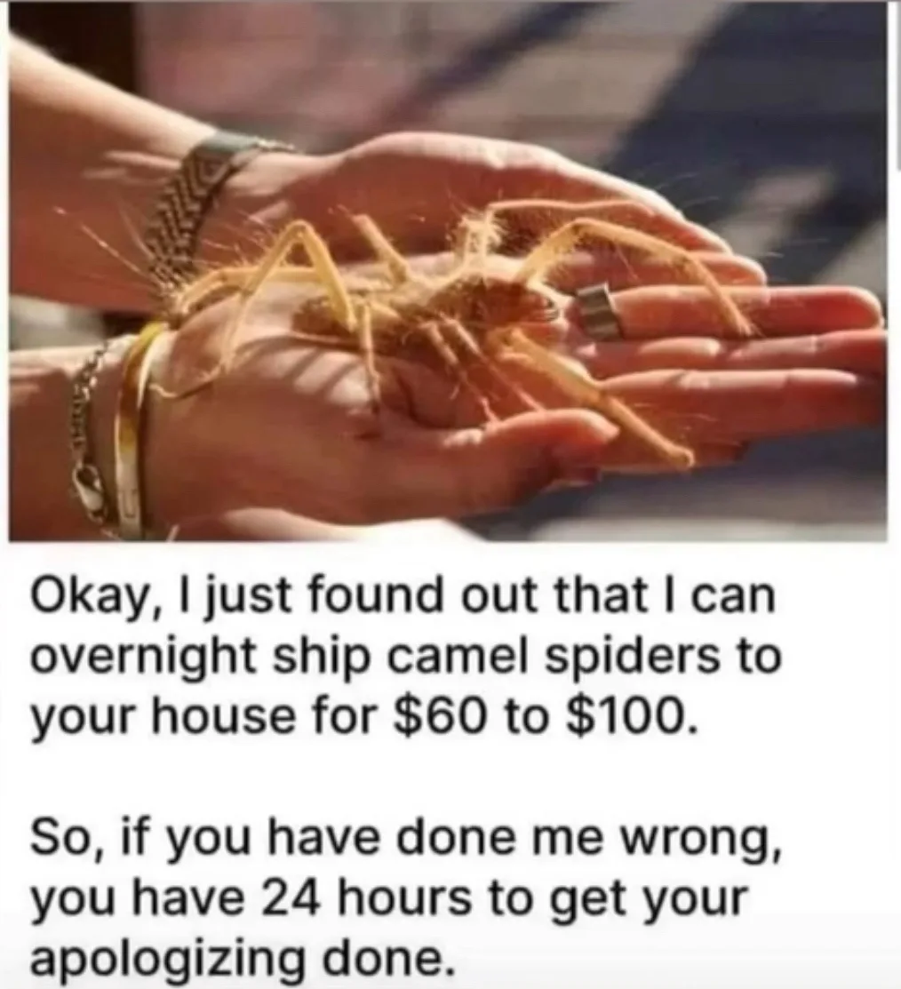 A person holds a large camel spider in their cupped hands, with sunlight highlighting its hairy legs and body. The overlaid…