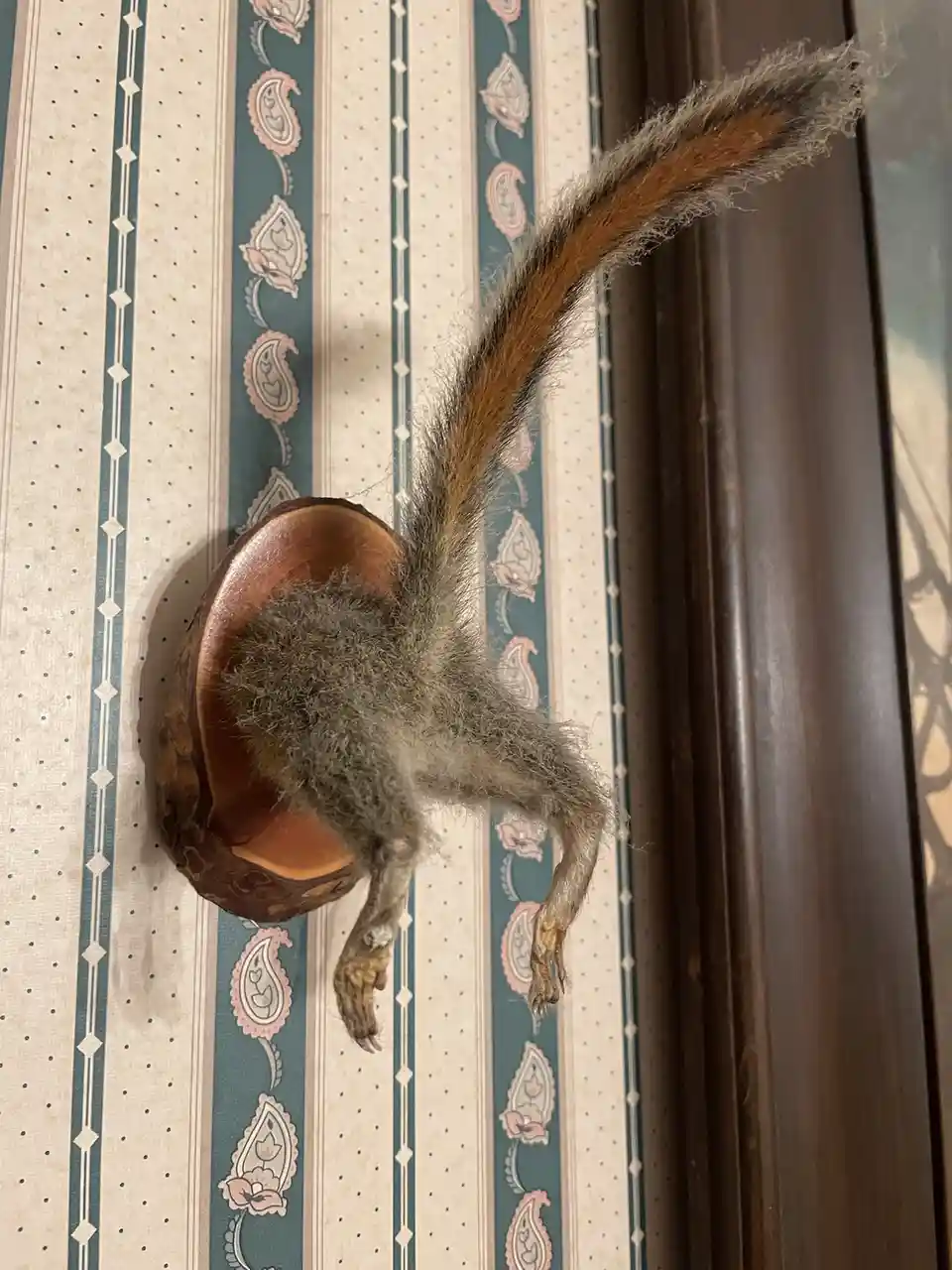 A taxidermied squirrel is mounted upside down inside a wooden hat, its long tail arching upward against patterned wallpaper…