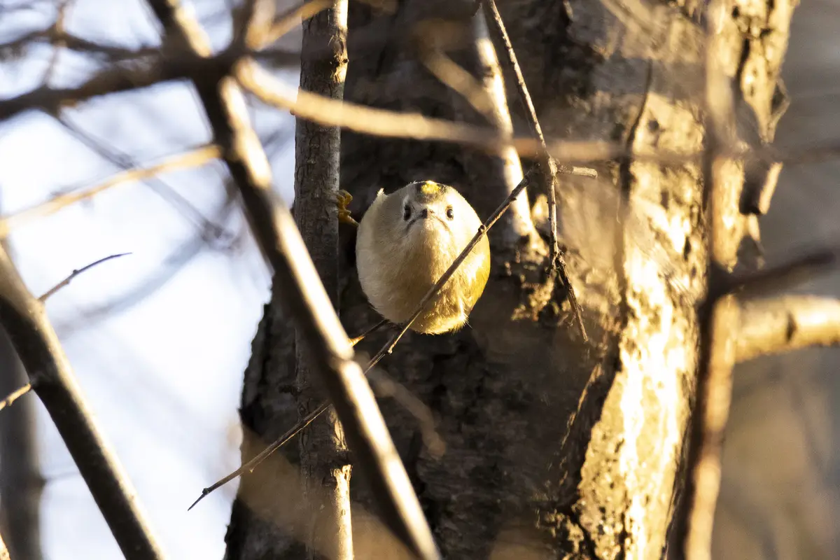 A small, round bird with a yellow crown and white face is perched on a tree trunk, looking directly at the camera with wide…