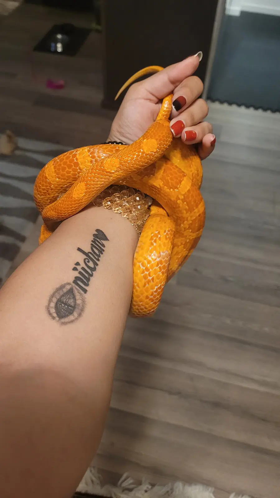 A person's arm and hand are shown holding a bright orange snake wrapped around their wrist and fingers. The person has a…