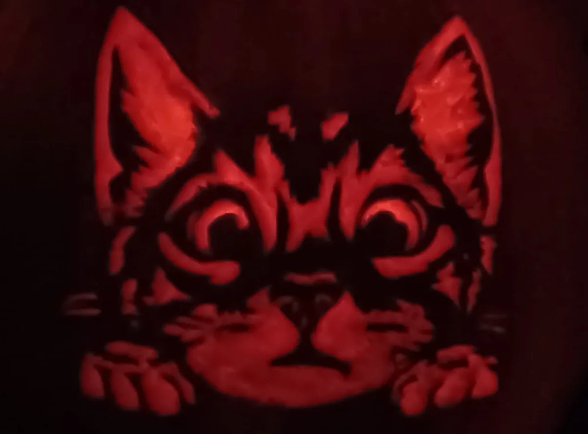 Adorable Pumpkin Cat Steals the Show