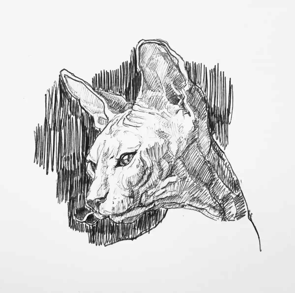 A black-and-white sketch of a hairless cat's head in profile, with detailed shading around the ears and neck. The overlaid…