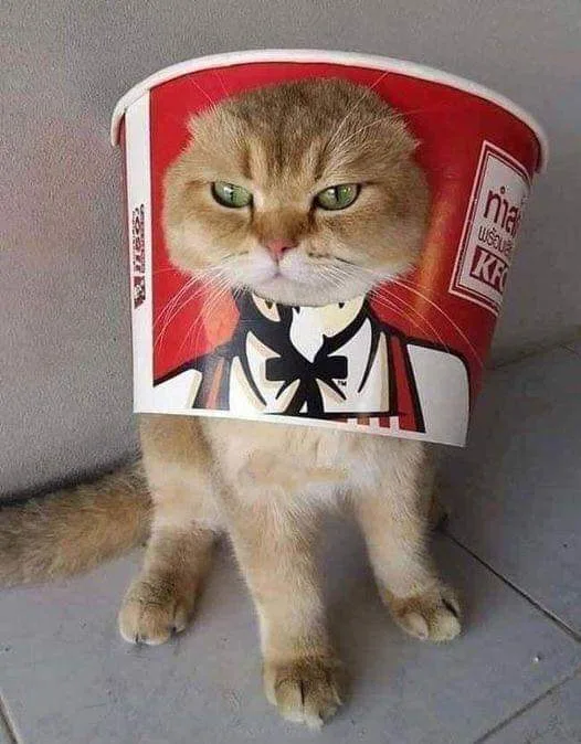 A light brown cat with green eyes sits on a tiled floor, wearing a red KFC bucket as a hat. The bucket features the KFC logo…