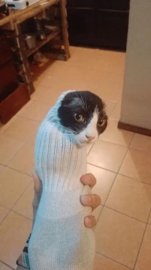 A black and white cat is being held upright by a person's hand, its body completely encased in a light blue ribbed sock…