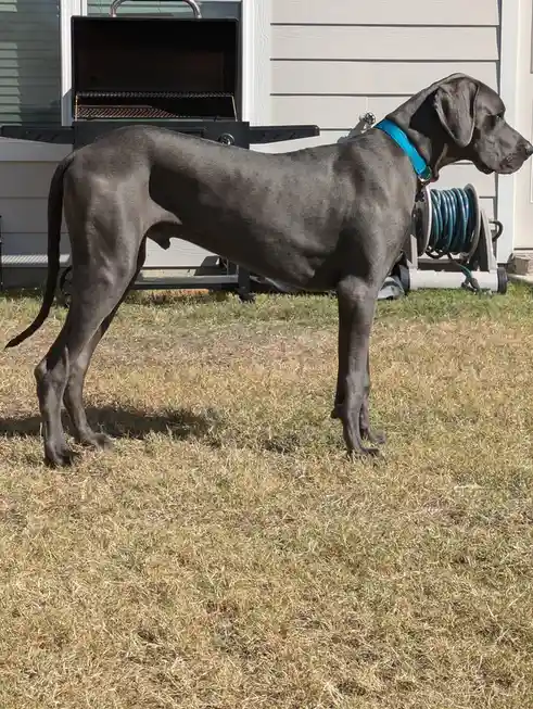Meet My Adorable Great Dane!