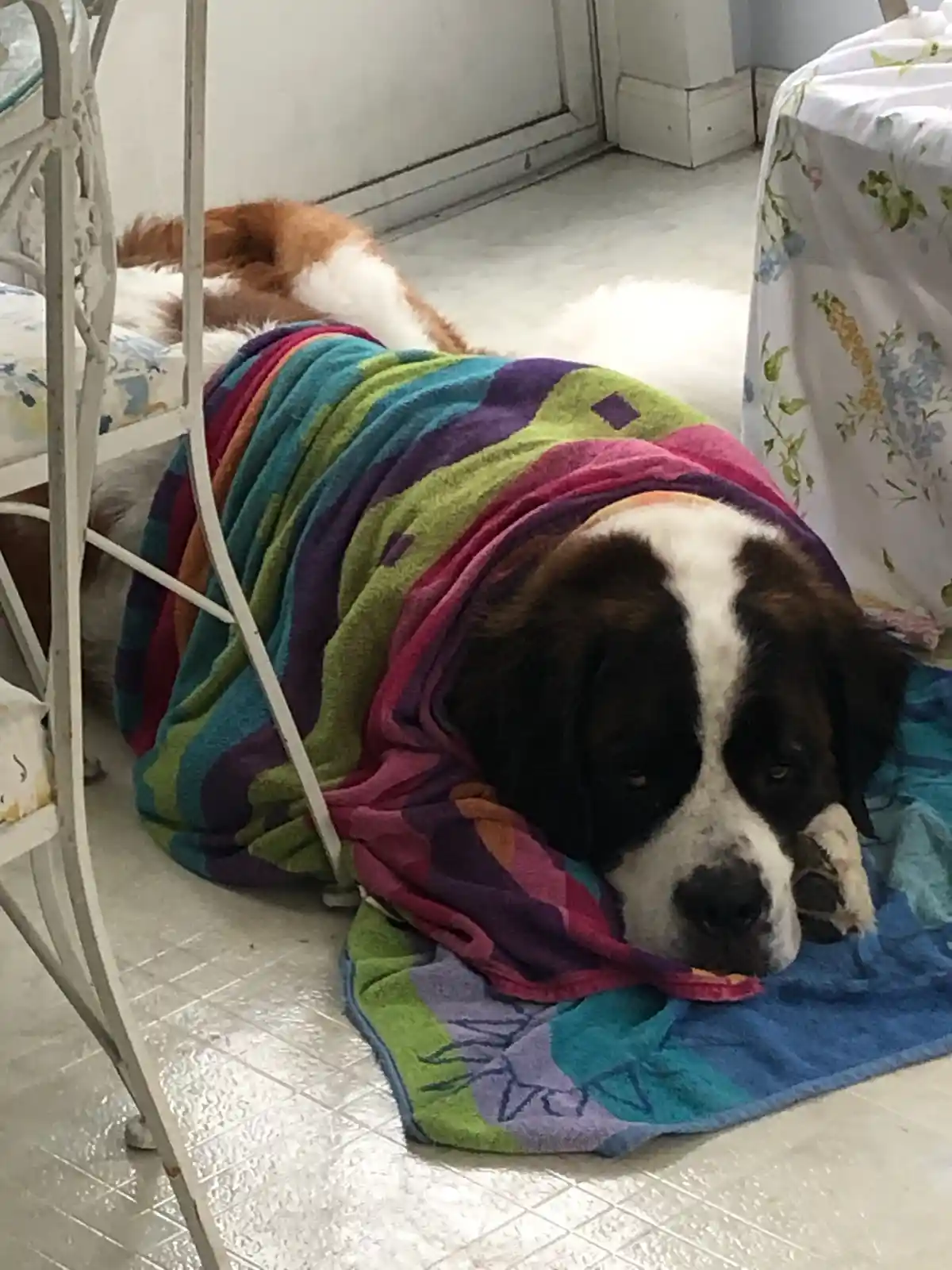 a large brown and white dog, likely a Saint Bernard, is lying on a tiled floor wrapped in a colorful striped towel. The…