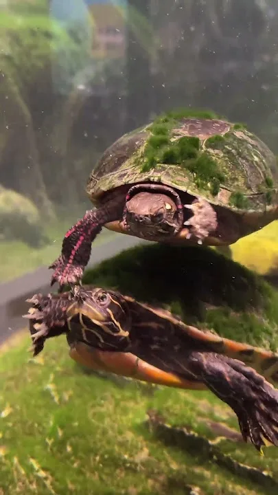 Two turtles are swimming in an aquarium, one above the other. The top turtle has a mossy shell and is looking down at the…