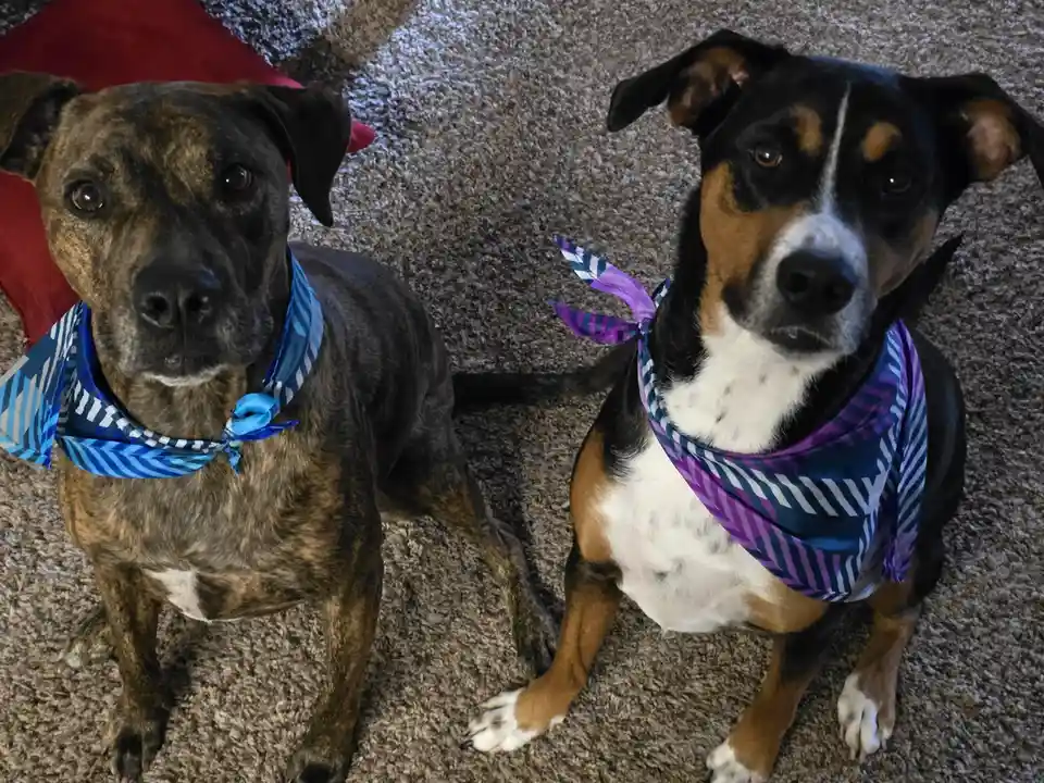 Two dogs sit on a carpeted floor, each wearing a patterned bandana—one blue and white, the other purple and white. They look…