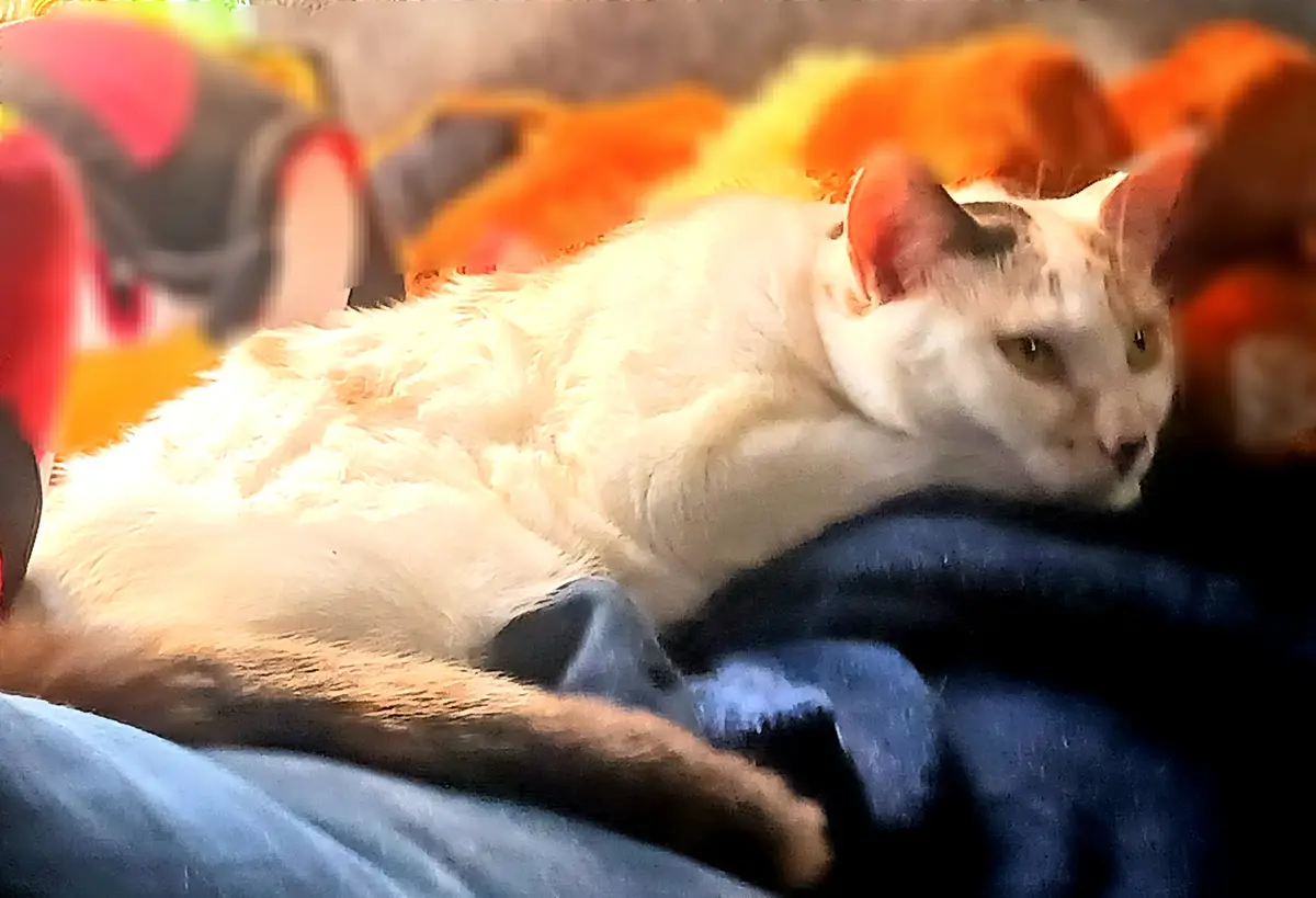 A white cat with dark markings on its head and tail is lying on a person's lap, which is covered in blue denim fabric. The…