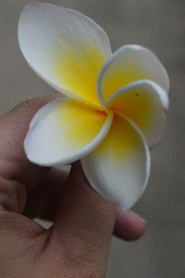 A hand holds a white and yellow frangipani flower against a blurred background. The overlaid text reads 'i'm not a flower…