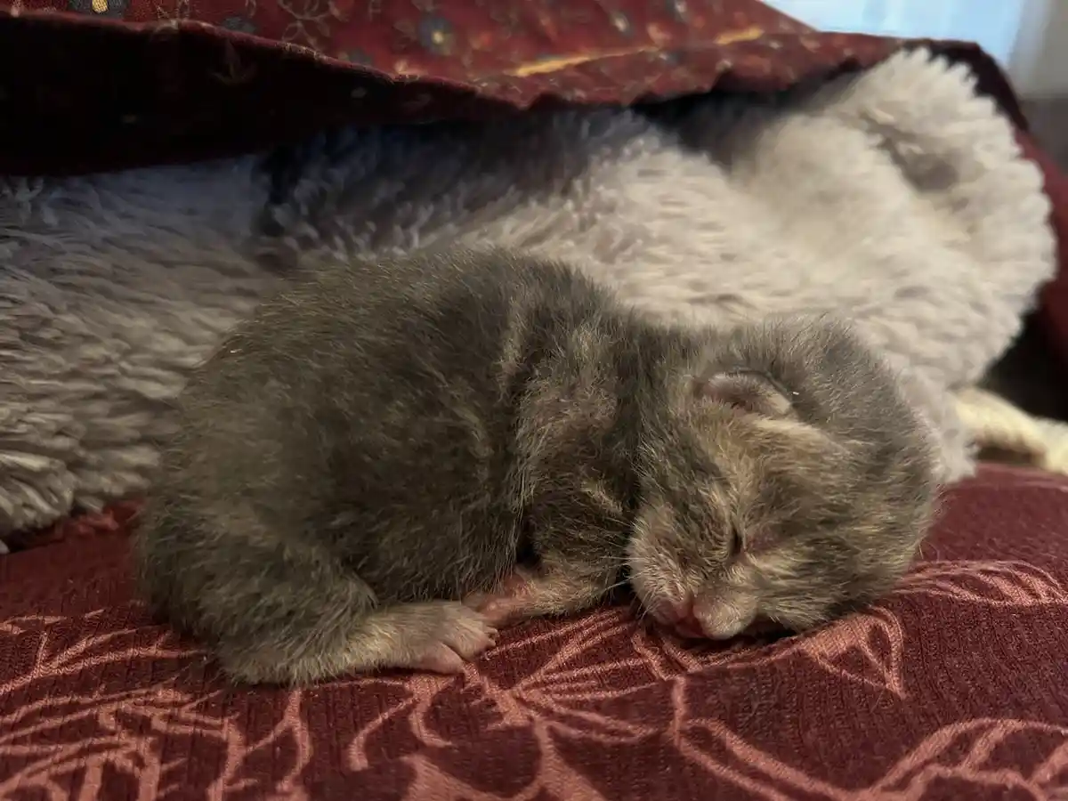 A tiny gray kitten is curled up and sleeping soundly on a red patterned fabric, partially covered by a fluffy gray blanket…