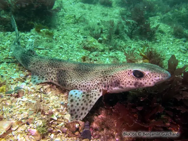 A spotted catshark rests on a rocky, algae-covered ocean floor, its body covered in dark spots. The overlaid text reads 'i'm…