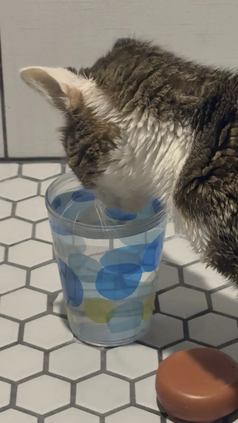 A tabby cat with white markings is drinking water from a clear plastic cup decorated with blue and green polka dots, placed…