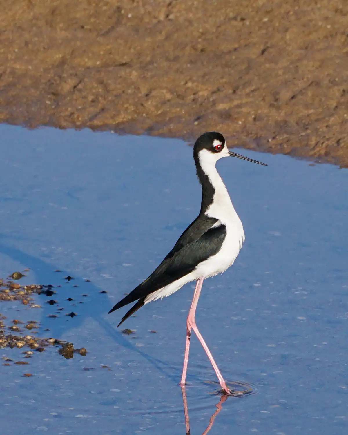 A black-and-white bird with long pink legs and a very long neck stands in shallow blue water, casting a reflection. The bird…