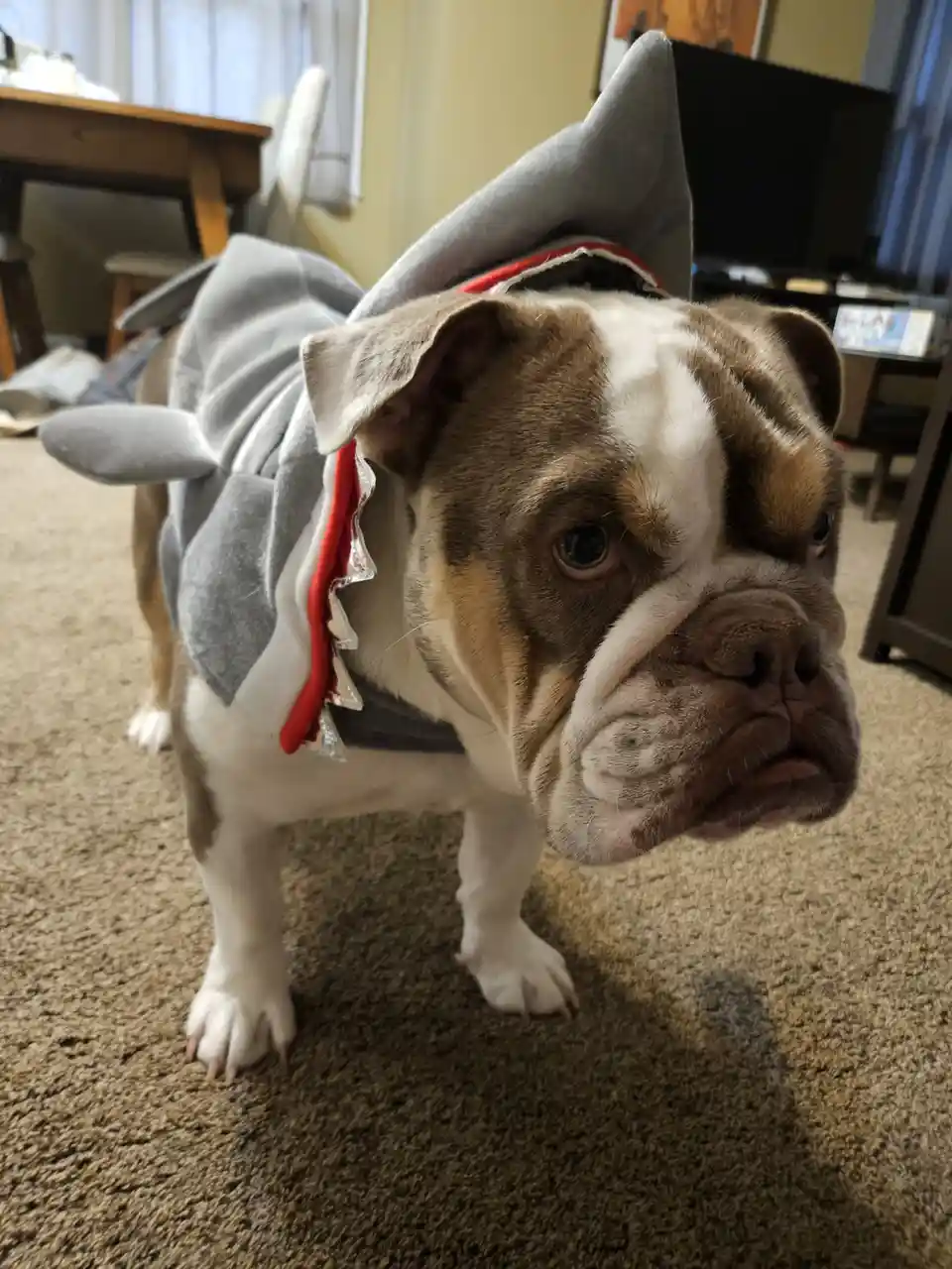 A brown and white bulldog wearing a grey shark costume with a fin on its back and fake teeth along the collar, standing on…