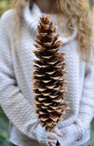 A person with long blonde hair wearing a cream-colored knit sweater holds a very large, elongated pine cone vertically in…