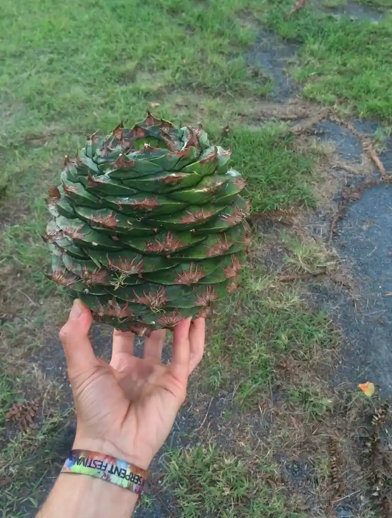 Witness the Ultimate Pinecone: The Bunya Pinecone with Tasty Pine Nuts!