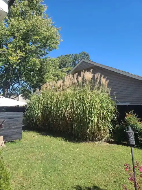 A sunny backyard photo shows a tall, dense stand of ornamental grasses growing in front of a house, with a clear blue sky…