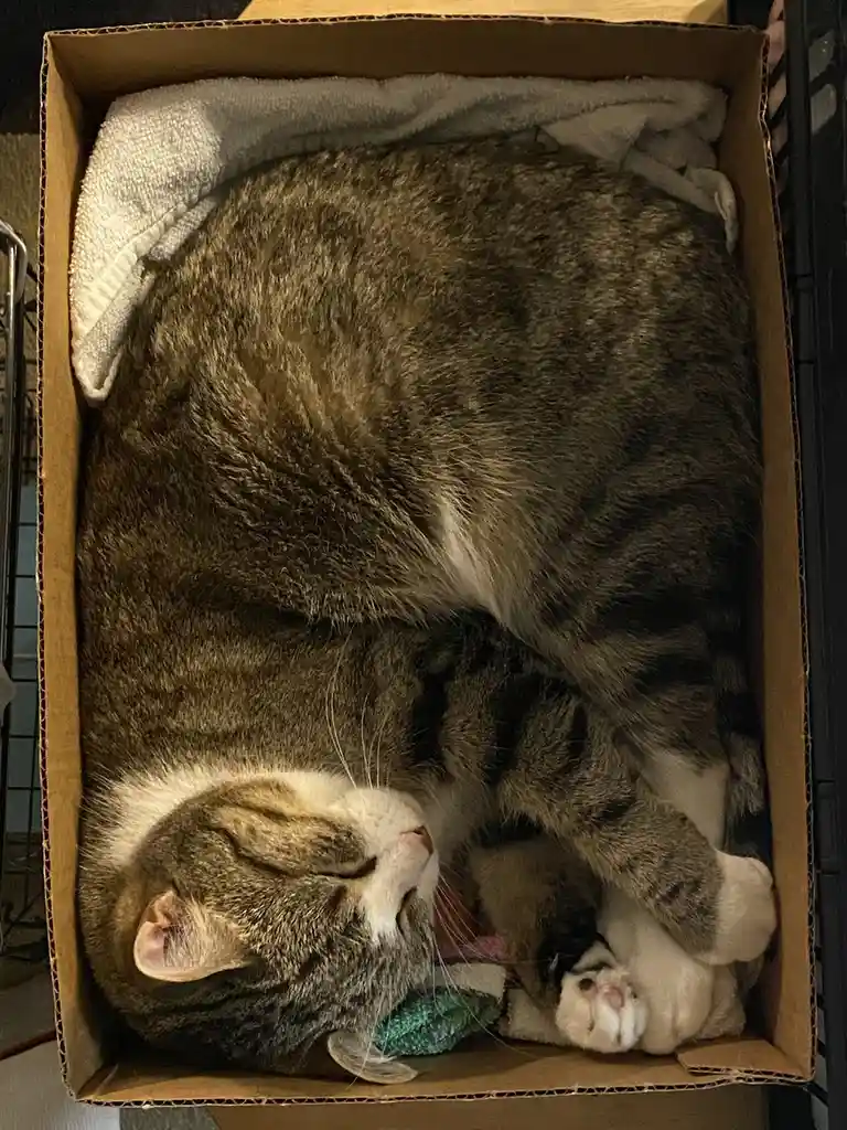 A large, fluffy tabby cat with white paws is curled up and sleeping soundly inside a cardboard box lined with a soft white…