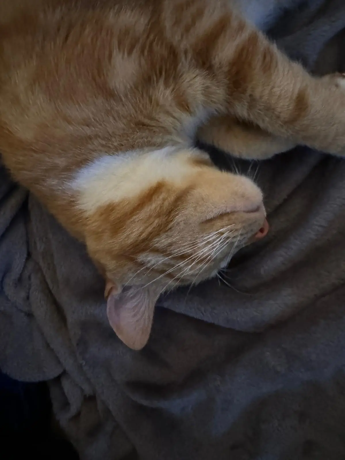 An orange tabby cat with a white patch on its neck is curled up and sleeping soundly on a gray blanket, its face relaxed and…