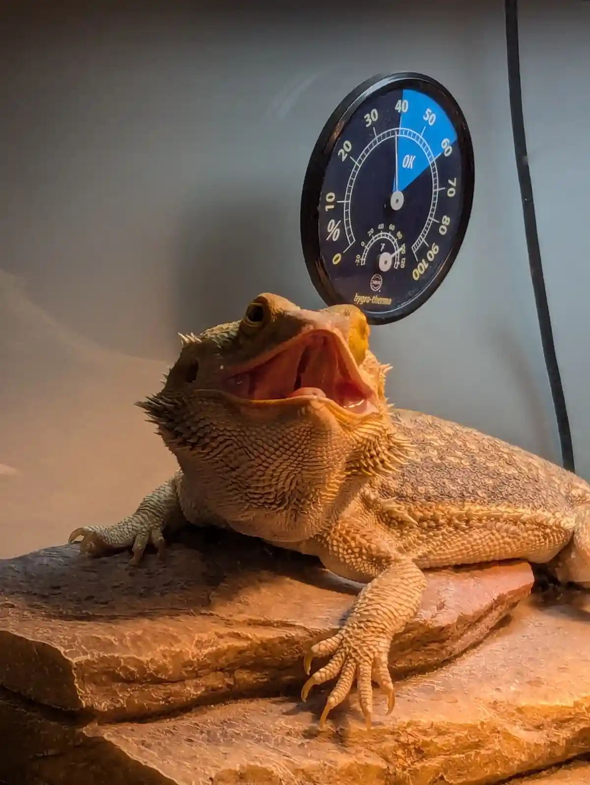 A bearded dragon is yawning widely while resting on a rock inside a terrarium, with a circular hygrometer behind it showing…