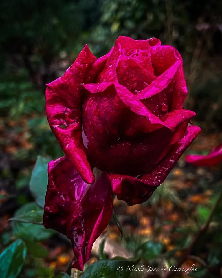 A close-up photograph of a vibrant, deep magenta rose with water droplets on its petals, set against a blurred green and…