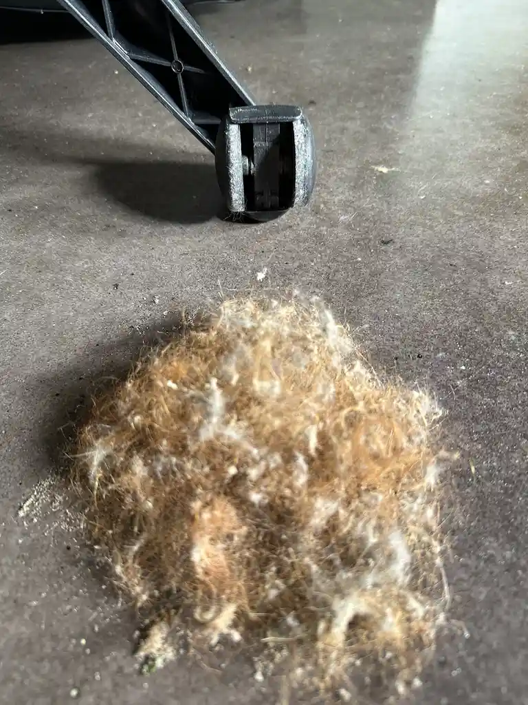 A large, messy pile of brown and white dog fur sits on a gray concrete floor, with the black caster wheel of a piece of…