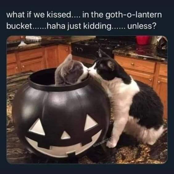 Two cats are positioned in a black pumpkin-shaped Halloween bucket with a carved face; one gray cat is inside the bucket…