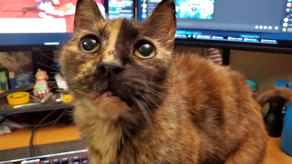 Attention Please: Important Announcement Ahead!