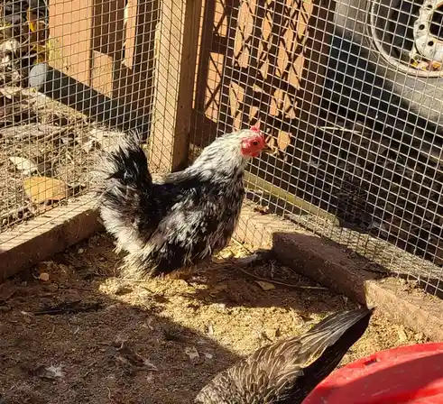 A black and white chicken stands in a wire-mesh enclosure with dirt and leaves, looking alert. The overlaid text reads 'i'm…