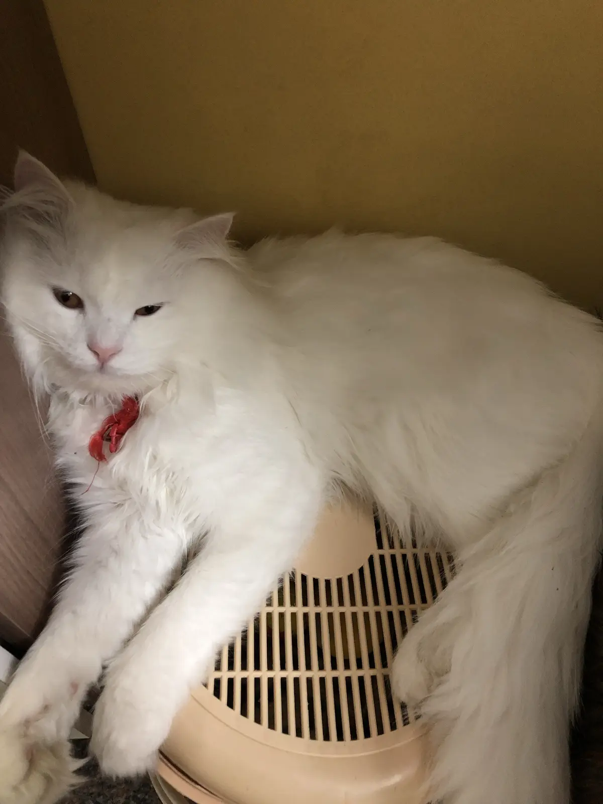 A fluffy white cat with a red lobster-shaped collar is lounging atop a beige litter box, looking directly at the camera with…