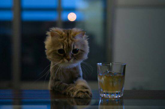 A fluffy, sad-looking cat sits at a table next to a glass of whiskey, looking directly at the camera with a melancholic…