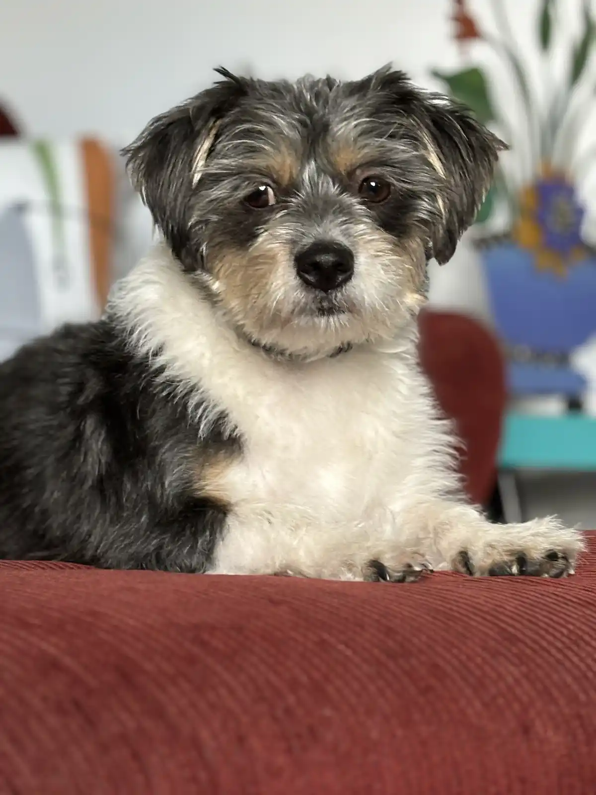 A small, fluffy dog with black, white, and tan fur is lying on a red textured couch, looking directly at the camera with a…