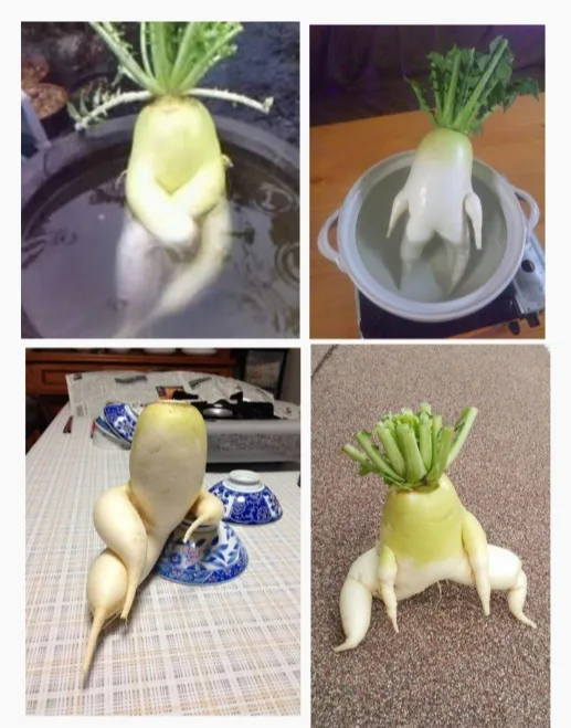 This four-panel image shows a daikon radish with a humanoid shape, appearing to be sitting in water, standing in a pot…