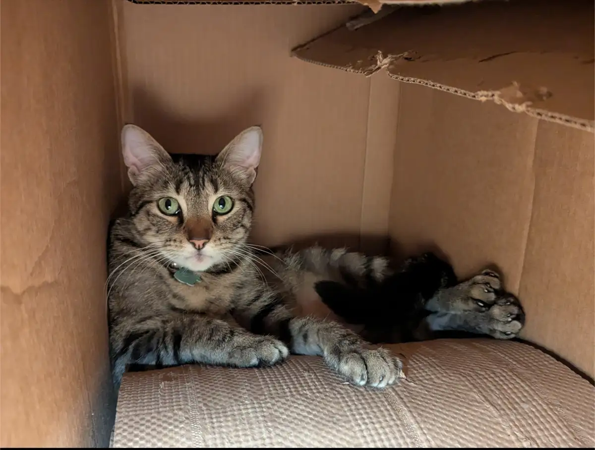 a tabby cat with green eyes and a collar lies sprawled inside a cardboard box, looking directly at the camera with a relaxed…