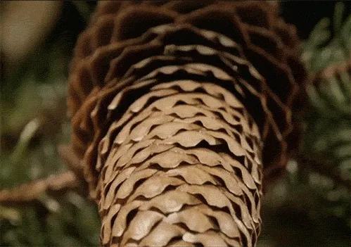 The image shows a close-up of a pine cone in three sequential frames, followed by a row of multiple pine cones hanging from…