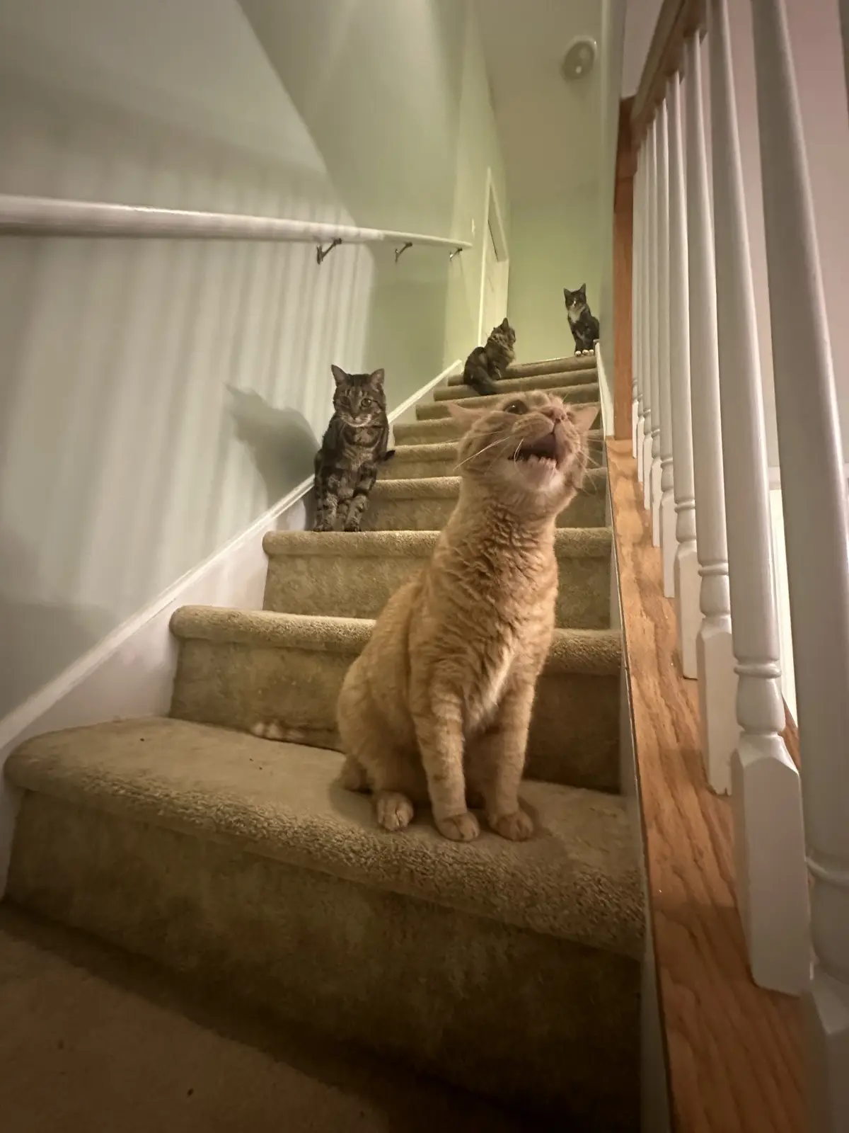A ginger cat sits on a carpeted staircase, mouth open as if meowing, with three other cats sitting on higher steps watching…