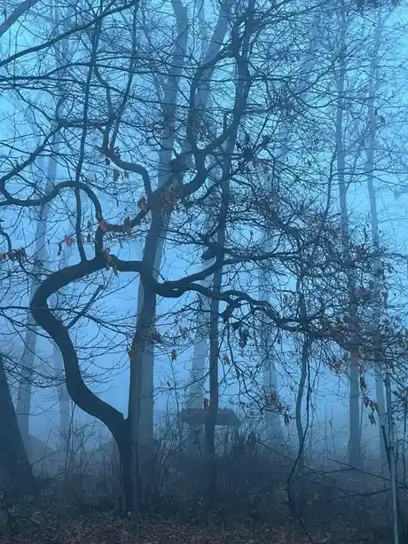 A misty forest scene with bare, gnarled trees and a faintly visible wooden structure in the background. The image has a blue…